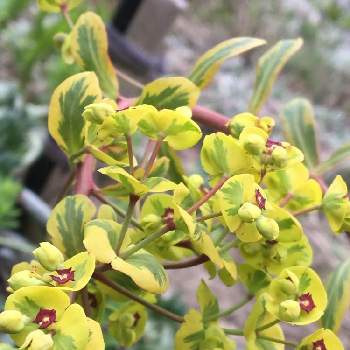 ユーフォルビア ゴールデンレインボーの投稿画像一覧 Greensnap グリーンスナップ