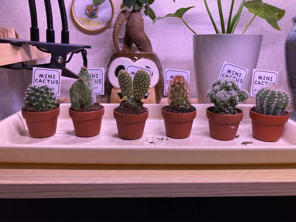 ミニサボテンの投稿画像 By さきよっとさん 21月4月23日 Greensnap グリーンスナップ