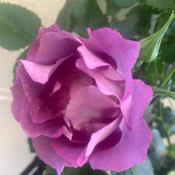 バラ ブルーフォーユーの投稿画像一覧 Greensnap グリーンスナップ