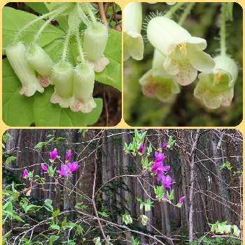 ツリガネツツジの投稿画像一覧 Greensnap グリーンスナップ