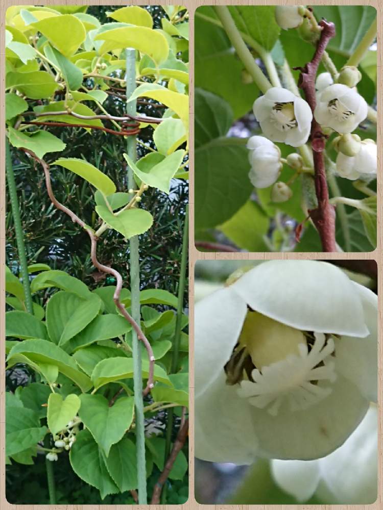 サルナシの投稿画像 By 鈴さん ベビーキウイとサルナシ ベビーキウイ の花と鉢植えの木とつぼみに魅せられてとくだものと常緑低木と実のなる植物と白い花 21月4月23日 Greensnap グリーンスナップ