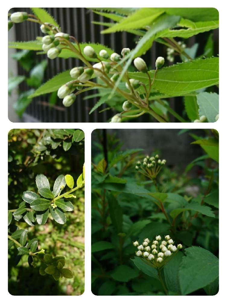 コデマリの投稿画像 By Piacereさん ヒメウツギとイヌツゲ と白い花と金曜日の蕾たち 21月4月23日 Greensnap グリーンスナップ