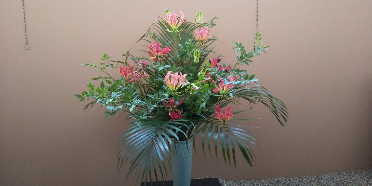 いくんぼのアルバム Greensnap グリーンスナップ