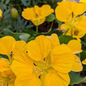 キンレンカの投稿画像一覧 Greensnap グリーンスナップ