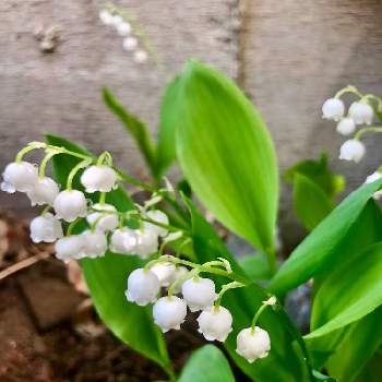 今日はこの子‼︎の画像 by そらみさん | 小さな庭とスズランと自然と4月と今日はこの子‼︎とスズランの花と春ですね♪と自然派と花のある暮らしと白い花