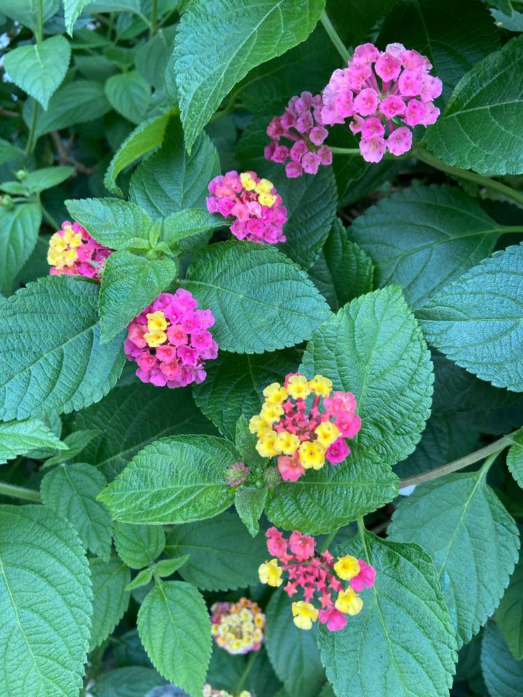 ランタナの投稿画像 By 香港おうち満喫さん 21月4月23日 Greensnap グリーンスナップ