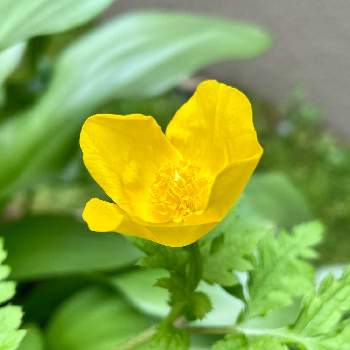 2021年4月に投稿した花の画像 by PT_yamahiroさん | 小さな庭とヤマブキソウとスマホ撮影と我が家の花達と山野草と花壇とアップ写真とフラワーとマイガーデンとGS映えとおうち園芸と植中毒と我が家の花壇とお花畑    と黄色の花と我が家の庭と花好きとガーデニングと花のある暮らしと2021年4月に投稿した花とお花とお花好き