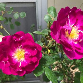 バラ ビオレッタの投稿画像一覧 Greensnap グリーンスナップ