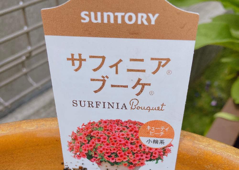 サフィニアブーケ 栽培記録 Greensnap グリーンスナップ