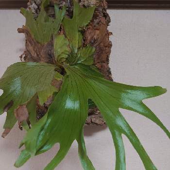 ビカクシダ 交配種の投稿画像一覧 Greensnap グリーンスナップ