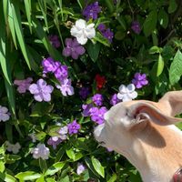 ニオイバンマツリ,犬の散歩,お出かけ先の画像