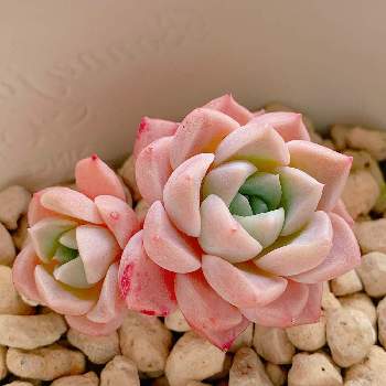 ピンクスポットの投稿画像一覧 Greensnap グリーンスナップ