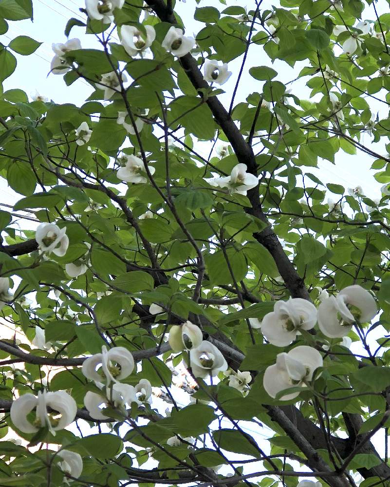 花水木の投稿画像 By 心に花をさん ミズキ科ミズキ属と開花寸前は なんか水餃子を連想すると小振りの花水木可愛い 21月4月23日 Greensnap グリーンスナップ