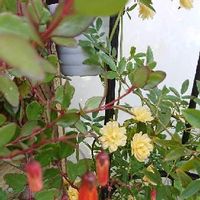 テッサの育て方 季節ごとの注意すべきポイントは Greensnap グリーンスナップ テッサの育て方 季節ごとの注意すべきポイントは Greensnap グリーンスナップ