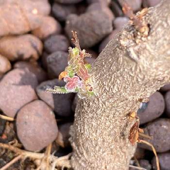 ジャカランダの育て方 鉢植えや地植えの時期 剪定方法は Greensnap グリーンスナップ