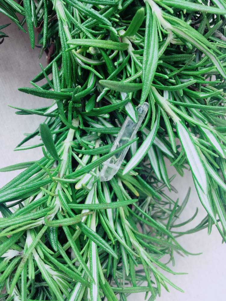 ローズマリーの投稿画像 By 〻 麻 美 の 園 芸 〻さん 天然石とクリスタル とローズマリー とハーブと空気浄化とリースと手作りリースとガーデニングと花のある暮らし 21月4月23日 Greensnap グリーンスナップ