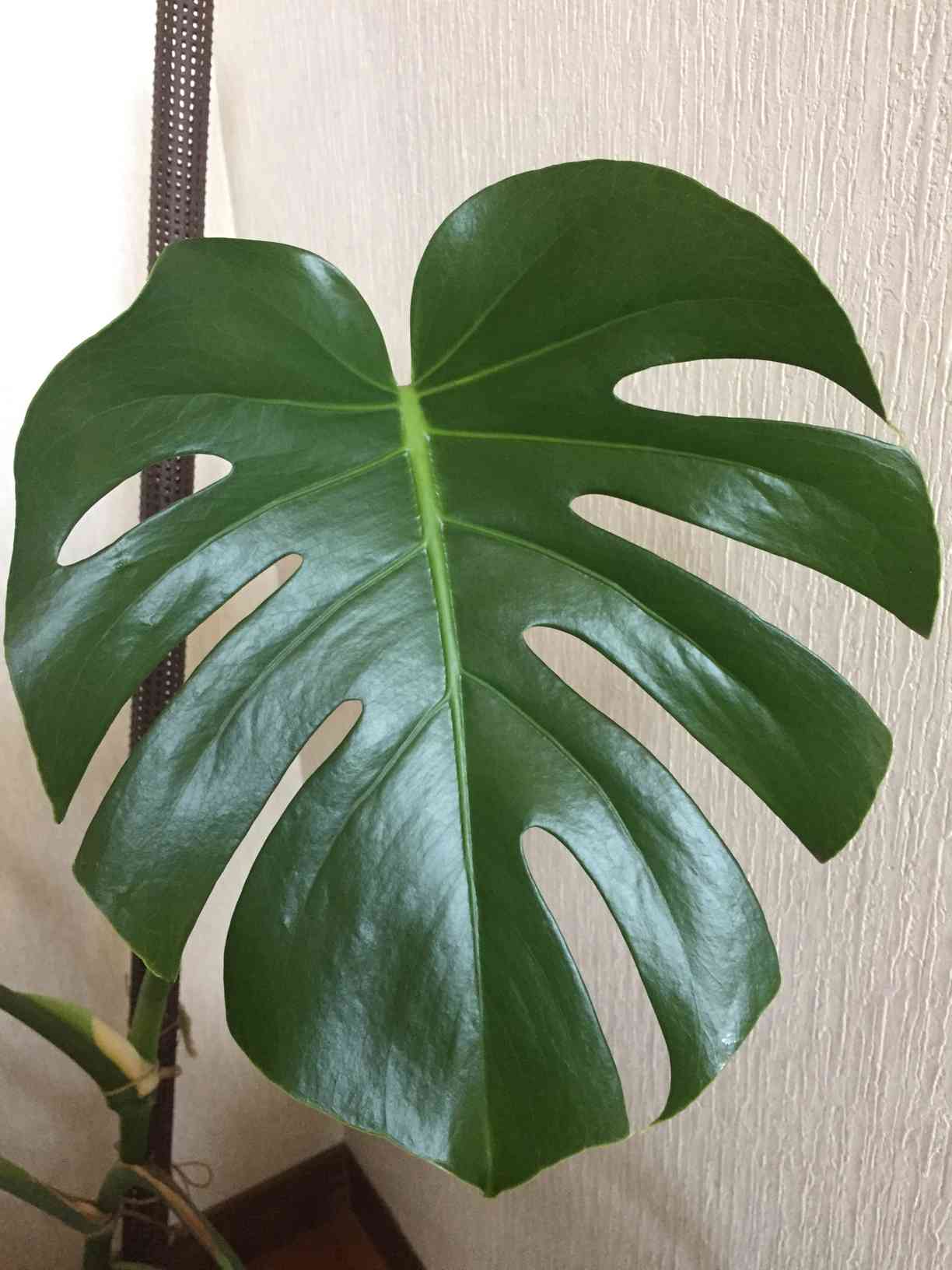 モンステラ 大きめの葉 濃い緑 モンステラ 大きめの葉 濃い緑 モンステラ 大きめの葉 濃い緑