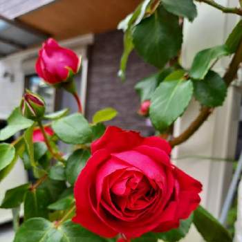 薔薇が大好きの画像 by フランさん | アプローチと薔薇が大好きとおうち園芸とルージュピエールと可愛い薔薇とガーデニングと金曜日の蕾たち