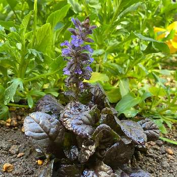 アジュガ マホガニーの投稿画像一覧 Greensnap グリーンスナップ