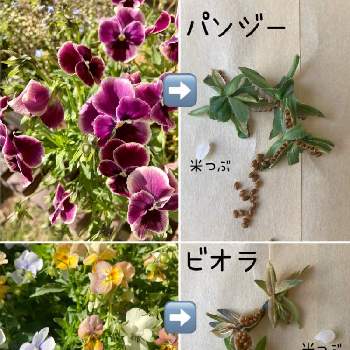 種の採取の投稿画像一覧 Greensnap グリーンスナップ
