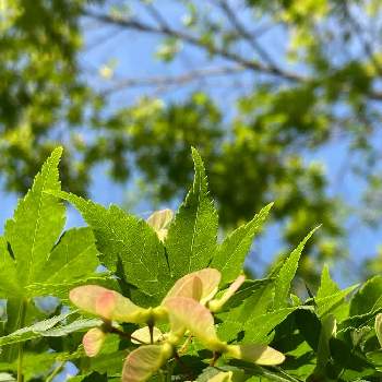 もみじの種 の投稿画像一覧 Greensnap グリーンスナップ もみじの種 の投稿画像一覧 Greensnap グリーンスナップ