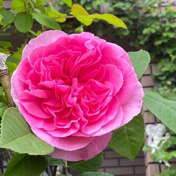 バラアーチの画像 by Rosy Cream @Rosesさん | バラの庭とつるバラの庭とバラアーチとアルストロメリア達と薔薇に魅せられてとつるバラと薔薇栽培と河内長野市と薔薇の庭とバラに埋もれるとバラ栽培とバラ好きとアルストロメリアかわいい！と薔薇たちと花のある暮らしとバラのアレンジメントと我が家のバラとロザリアンとバラのおもてなし