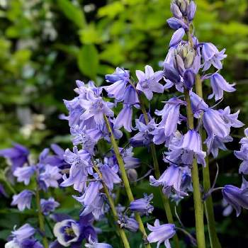 シラー カンパニュラータの投稿画像一覧 Greensnap グリーンスナップ