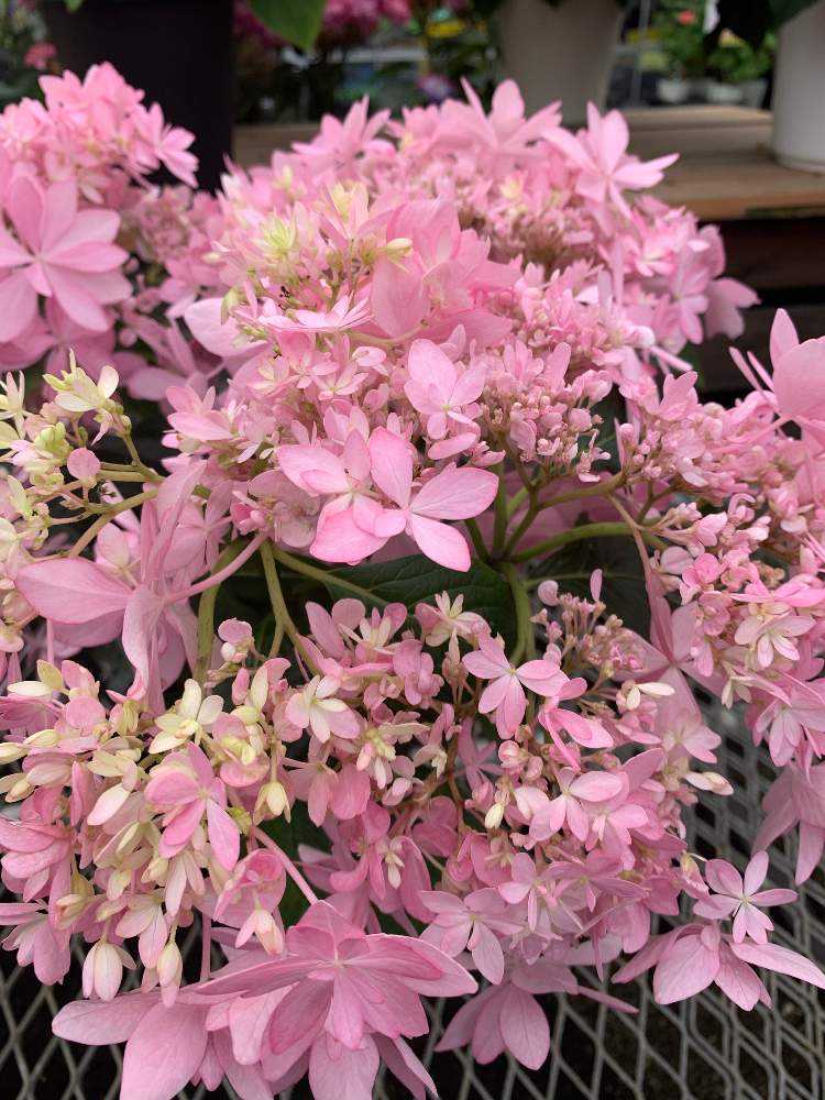 2021.3~ 🌸紫陽花・山紫陽花 🌸|🍀GreenSnap(グリーンスナップ) 2021.3~ 🌸紫陽花・山紫陽花 🌸|🍀GreenSnap(グリーンスナップ)