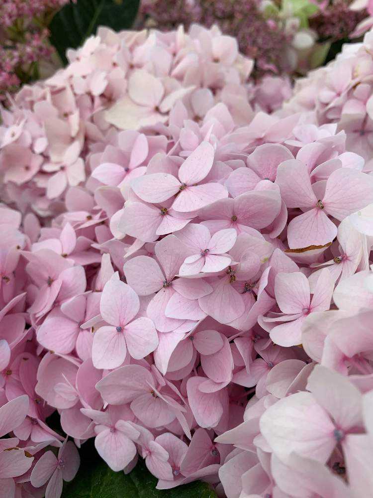 2021.3~ 🌸紫陽花・山紫陽花 🌸|🍀GreenSnap(グリーンスナップ) 2021.3~ 🌸紫陽花・山紫陽花 🌸|🍀GreenSnap(グリーンスナップ)