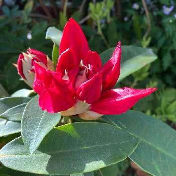 深紅の花の投稿画像一覧 Greensnap グリーンスナップ