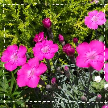 千島なでしこの投稿画像一覧 Greensnap グリーンスナップ 千島なでしこの投稿画像一覧 Greensnap グリーンスナップ