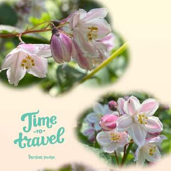 ピンク姫ウツギの投稿画像一覧 Greensnap グリーンスナップ