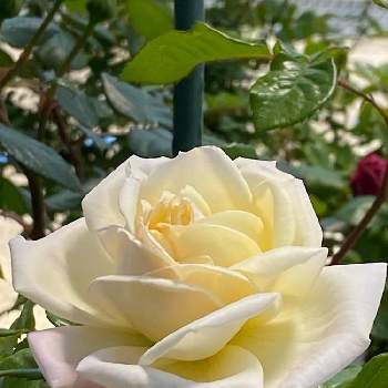 ステキ♡の画像 by Be happy !さん | 小さな庭とbe happy❤️とばら バラ 薔薇と素敵✨✨✨と色がいい✨とだいすき♥️とステキ♡と幸せを感じると癒し…♡と心がほっこりと春を楽しむと感激❣️と華やぐ春