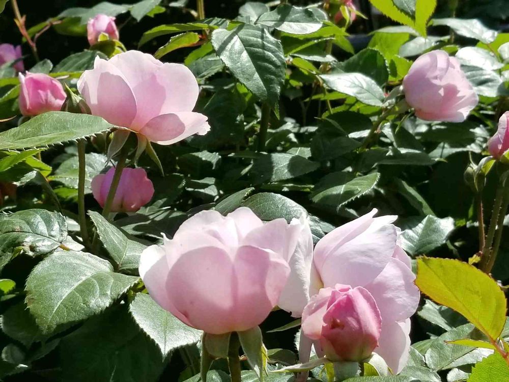 エリィさんの港の見える丘公園への投稿