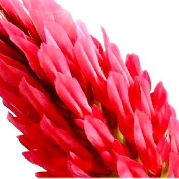 100均の種の投稿画像一覧 Greensnap グリーンスナップ