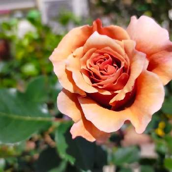 バラ ティラミスの画像 by ちけさん | 小さな庭と薔薇とバラ ティラミスと開花とばら バラ 薔薇とおうち園芸と金曜ローズショーと癒しの花と美しい✨✨と花のある暮らしと花が好きとばらに魅せられて