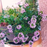 タイム,植物,花のある暮らし,植物のある暮らし,春のお花の画像