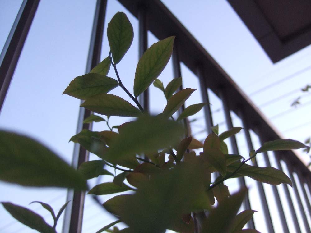 ブルーベリーの投稿画像 By 琥珀さん シルエットと 年前の今日 21月4月23日 Greensnap グリーンスナップ