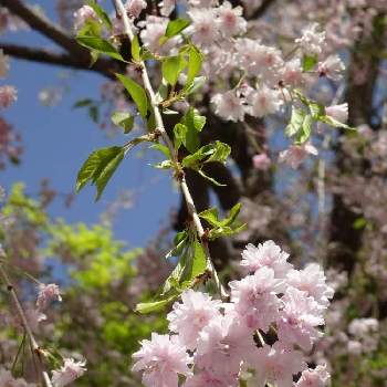 金桜神社の画像 by まりひょんさん | お出かけ先としだれ桜とピンクのお花と金桜神社と柔らかい新緑