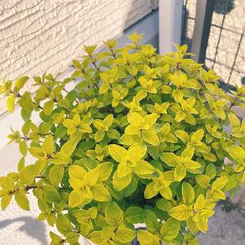 オレガノ ノートンズゴールドの投稿画像一覧 Greensnap グリーンスナップ