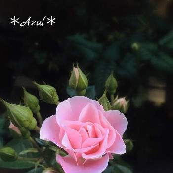 薔薇セレッソの画像 by ＊Azul＊さん | ばら バラ 薔薇といつもありがとう♡と薔薇セレッソと癒しと感謝とピンク❤︎ピンクと花友さんに感謝♡と平和を願う☆と可愛いと花のある暮らしとlove&peaceとバラのつぼみ