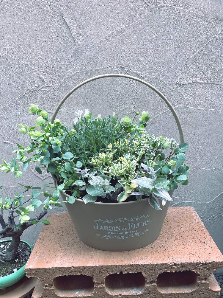 オレガノ ケントビューティーの投稿画像 By なゆさん フレンチラベンダーと斑入りブルーデージー カシオペアとトラディスカンティア ラベンダーとユーフォルビア ダイヤモンドスノーと小さな庭と寄せ植えと寄せ植え 21月4月24日 Greensnap グリーンスナップ