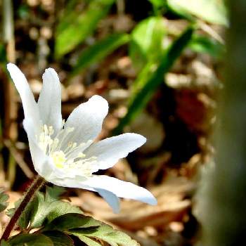 早春の花の投稿画像一覧 Greensnap グリーンスナップ