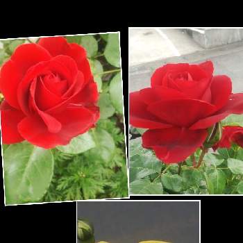 真っ赤の薔薇の画像 by メリーさん | 小さな庭とおうち園芸とゴールドバニー薔薇と鉢植えと真っ赤の薔薇と小さい花壇と花のある暮らしと狭い花壇と地植え