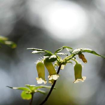 ベル型の花の投稿画像一覧 Greensnap グリーンスナップ