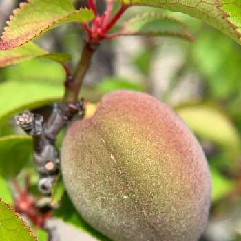 鉢植の梅の実の投稿画像一覧 Greensnap グリーンスナップ