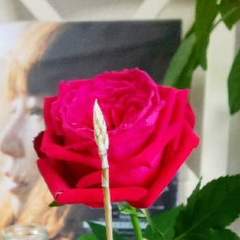 花芽！の画像 by y312fさん | 窓辺とハオルチアと花芽！とバラ ローズピンクと休日のヒトハナ