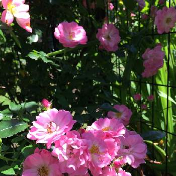 蔓薔薇の投稿画像一覧 Greensnap グリーンスナップ