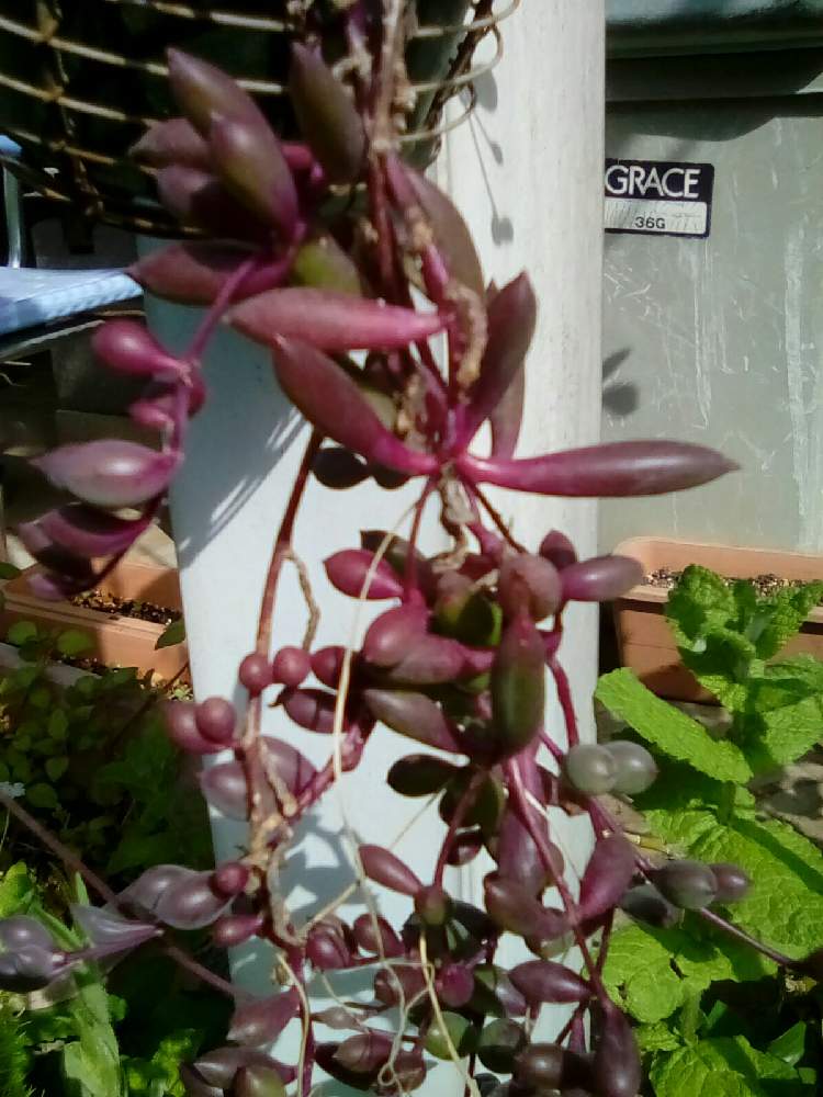 ルビーネックレスの投稿画像 By ボーさんボーさんさん ミントと多肉植物 21月4月24日 Greensnap グリーンスナップ