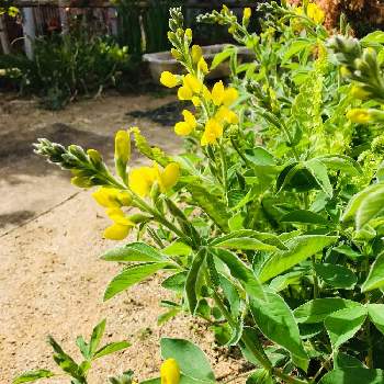 紫仙台萩の投稿画像一覧 Greensnap グリーンスナップ